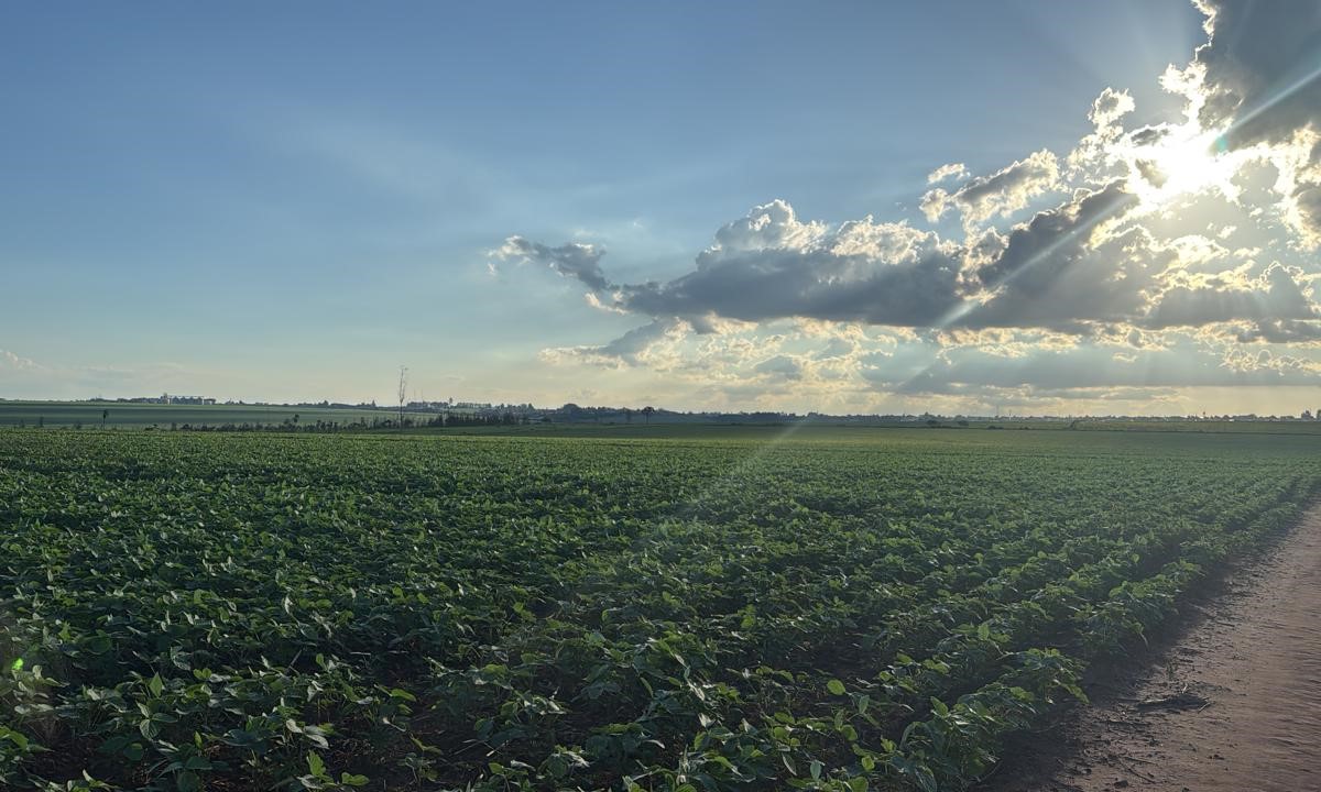 campo-experimental-pp (11).jpeg